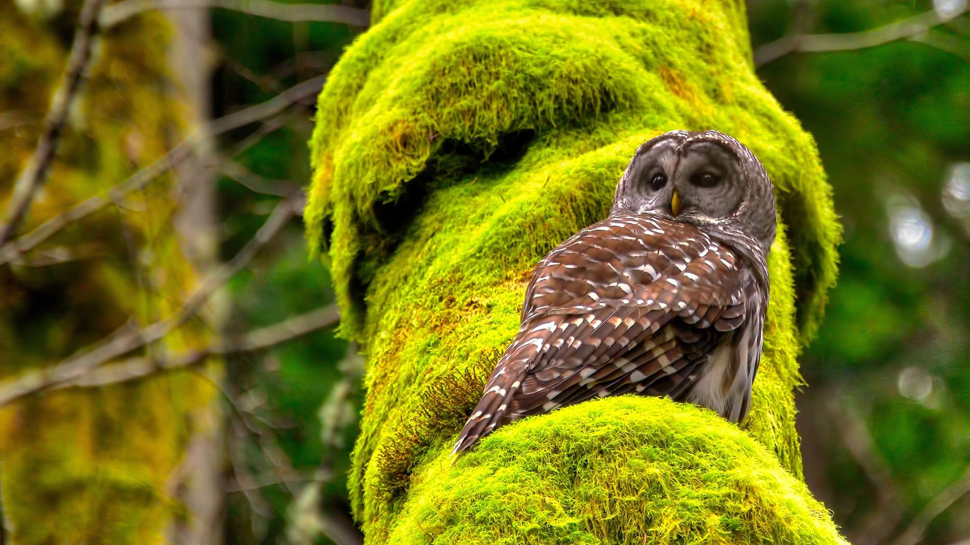 “德甲战役频繁,冠军归属悬念逐步升温”,德甲揭幕战历史战绩