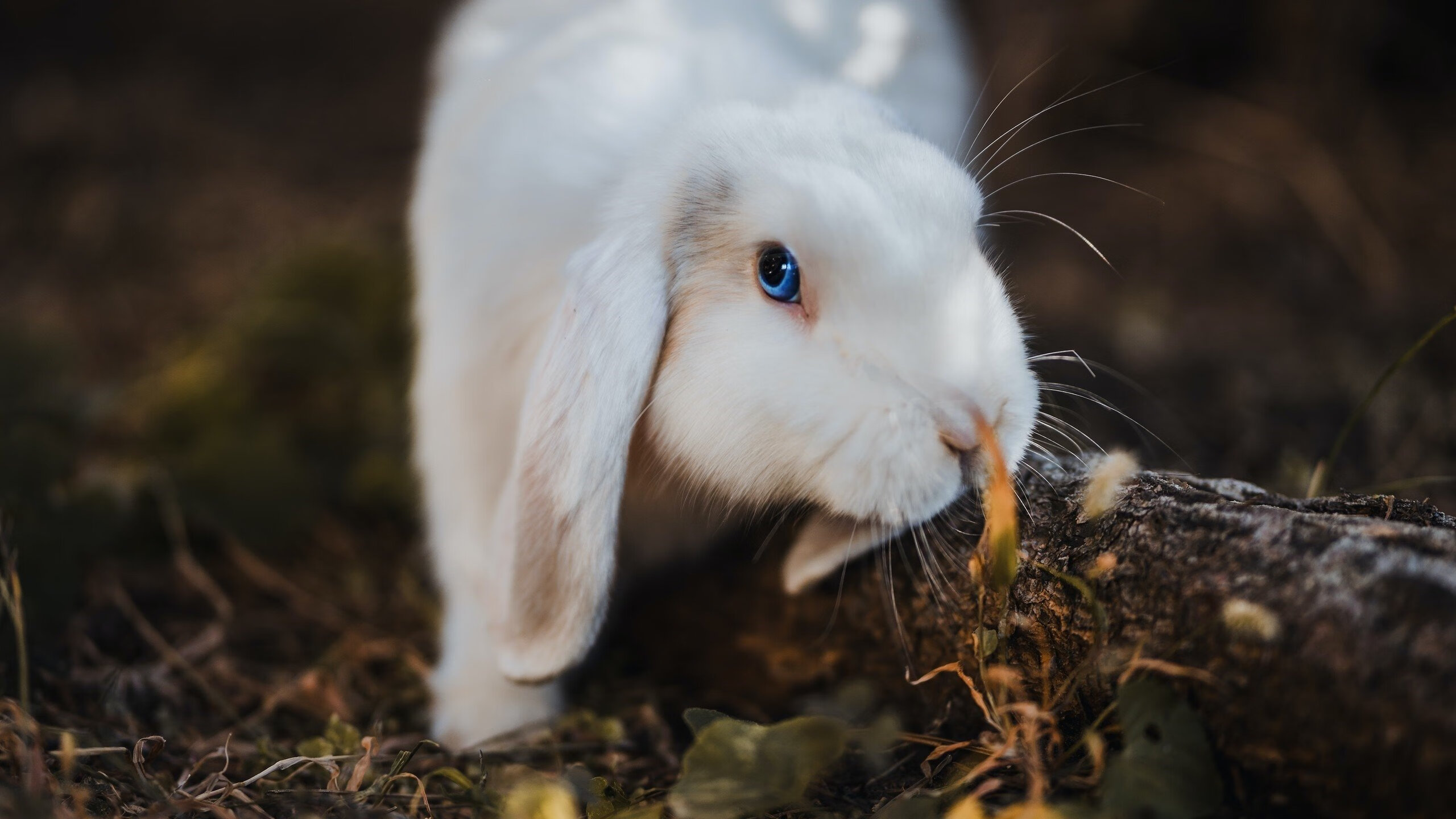 “团队的凝聚:幕后英雄的坚韧守护”,团队的背后