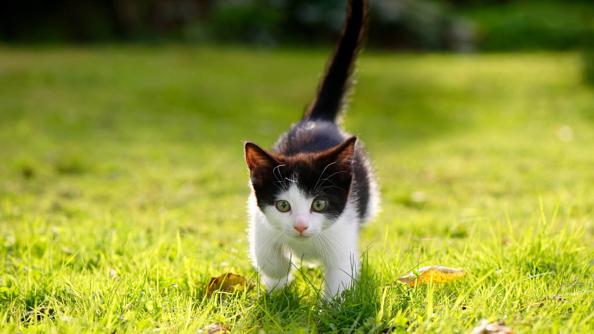 中国篮球国际交流合作持续深化,提升行业国际化水平,国际篮联合作伙伴