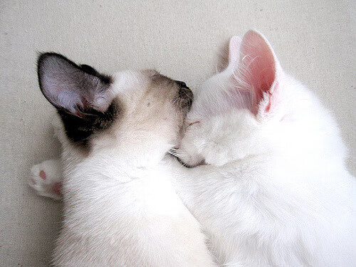 AYX GAME-勇士推出AI分析球迷情绪系统，用于主场氛围优化，勇士球迷素质