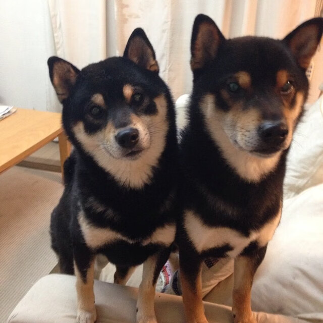 在男子团体四分之一决赛中,伊朗队以3_0击败日本队,创造历史性胜利。