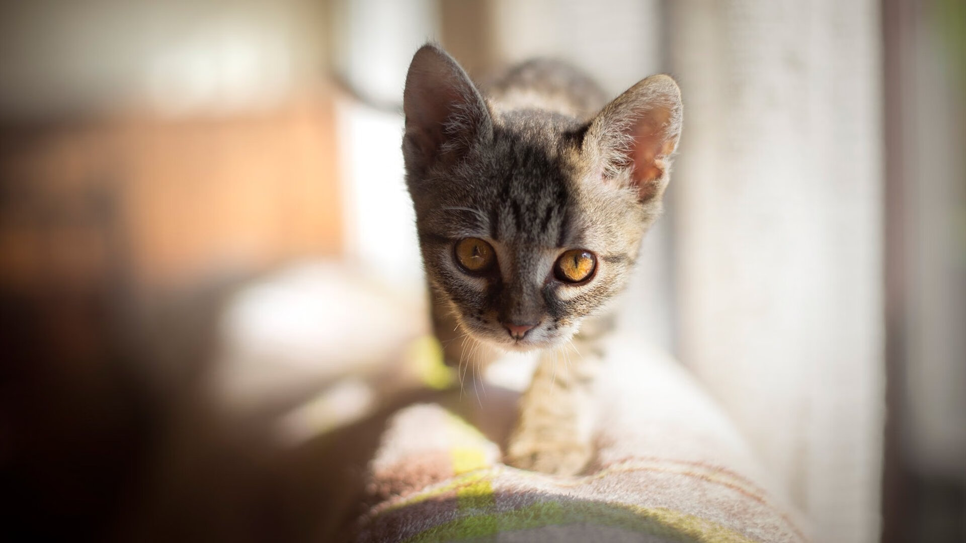 爱游戏在线登录入口-意甲：年轻潜力股转会潮涌动，未来可期，意甲最佳青年球员