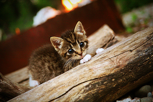 爱游戏体育平台-电竞国家队选拔赛即将开打，高手云集群雄逐鹿，电竞国家联赛