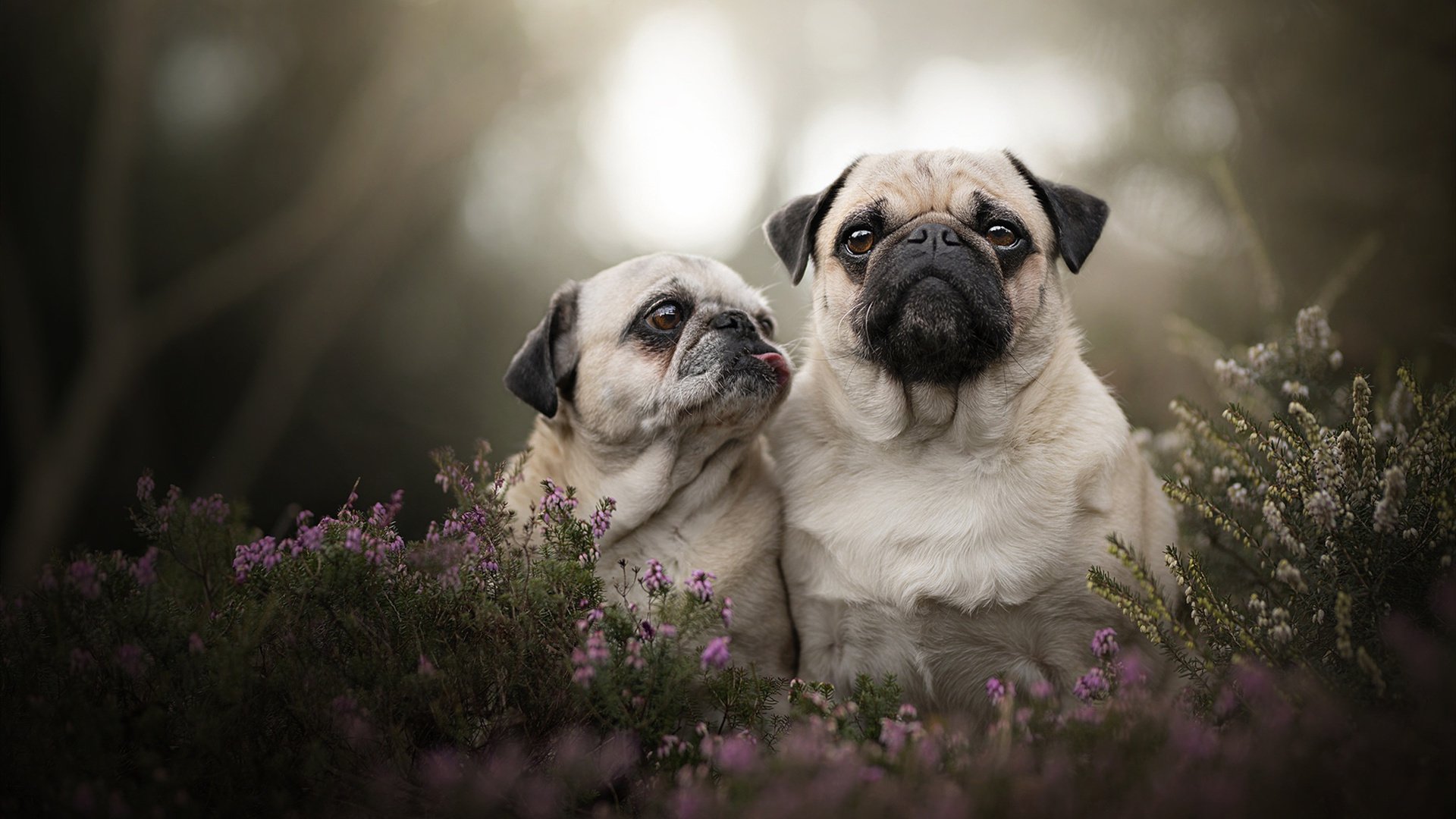 爱游戏娱乐网址-悉尼国王主场表现抢眼，悉尼国王队名单