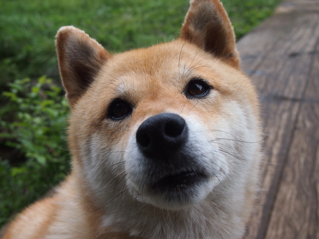 悉尼国王主场表现抢眼,悉尼国王队名单