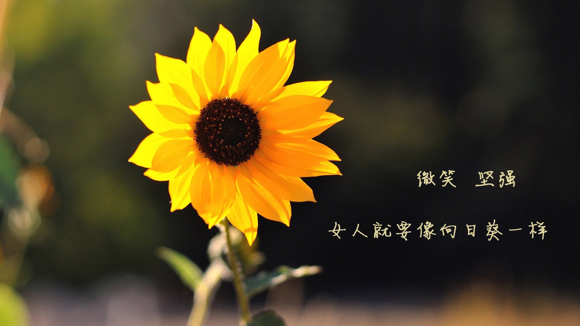 曼联俱乐部备战英超联赛,教练展望冠军梦想,英超曼联主教练