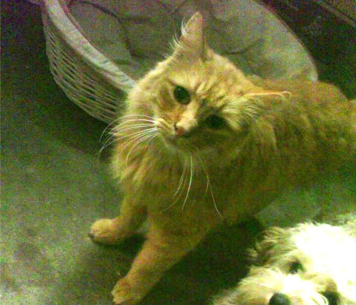 爱游戏在线登录入口-热身赛火爆之战，首尔FC憾平对手，首尔fc首发