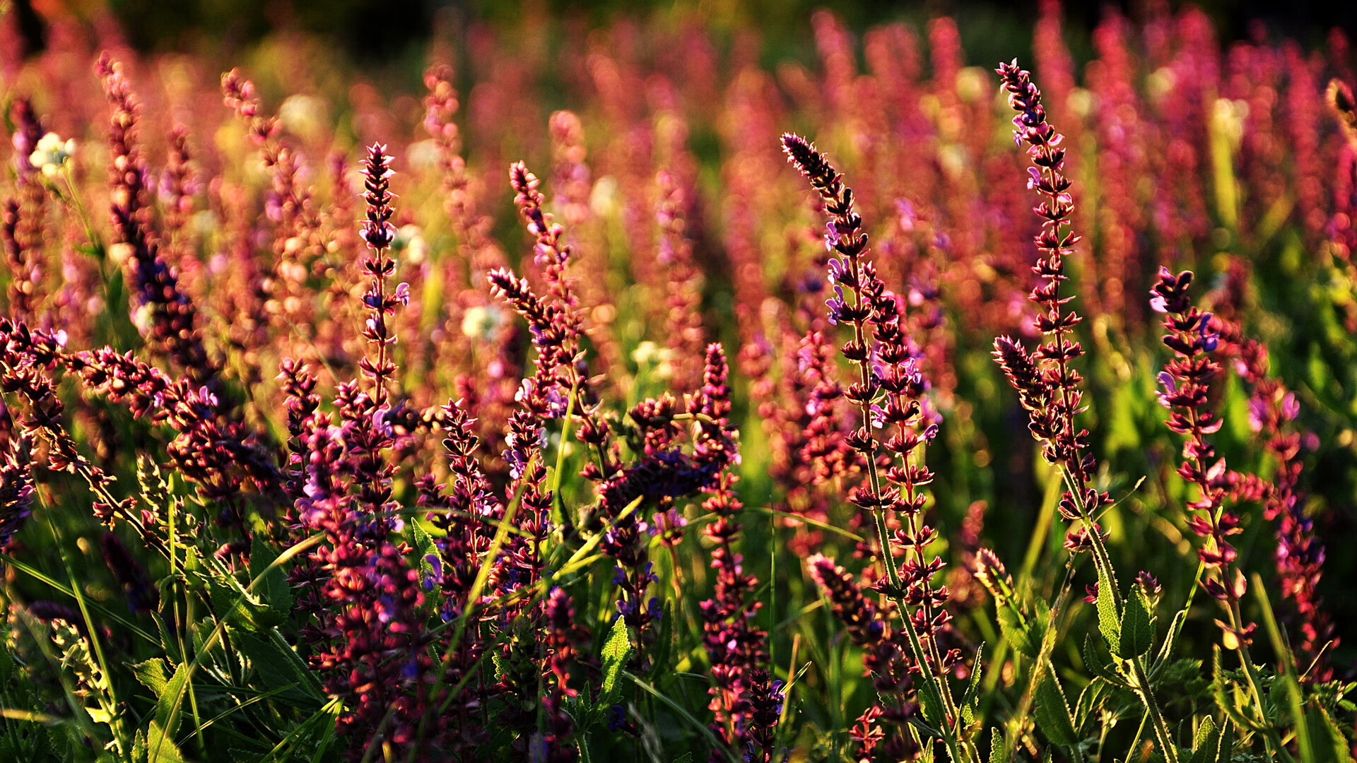 独立队年轻球员对阵河床表现出色,独立青年球队