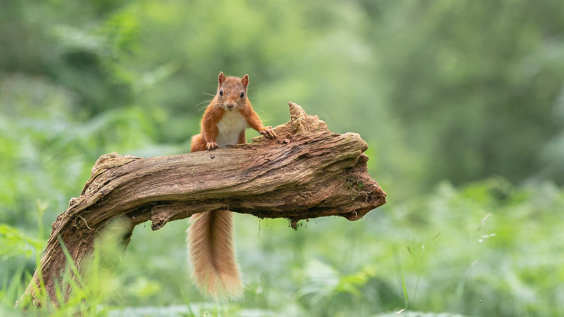 爱游戏体育平台-瑞典队在今日的比赛中获得惊人的胜利，瑞典队出线了吗