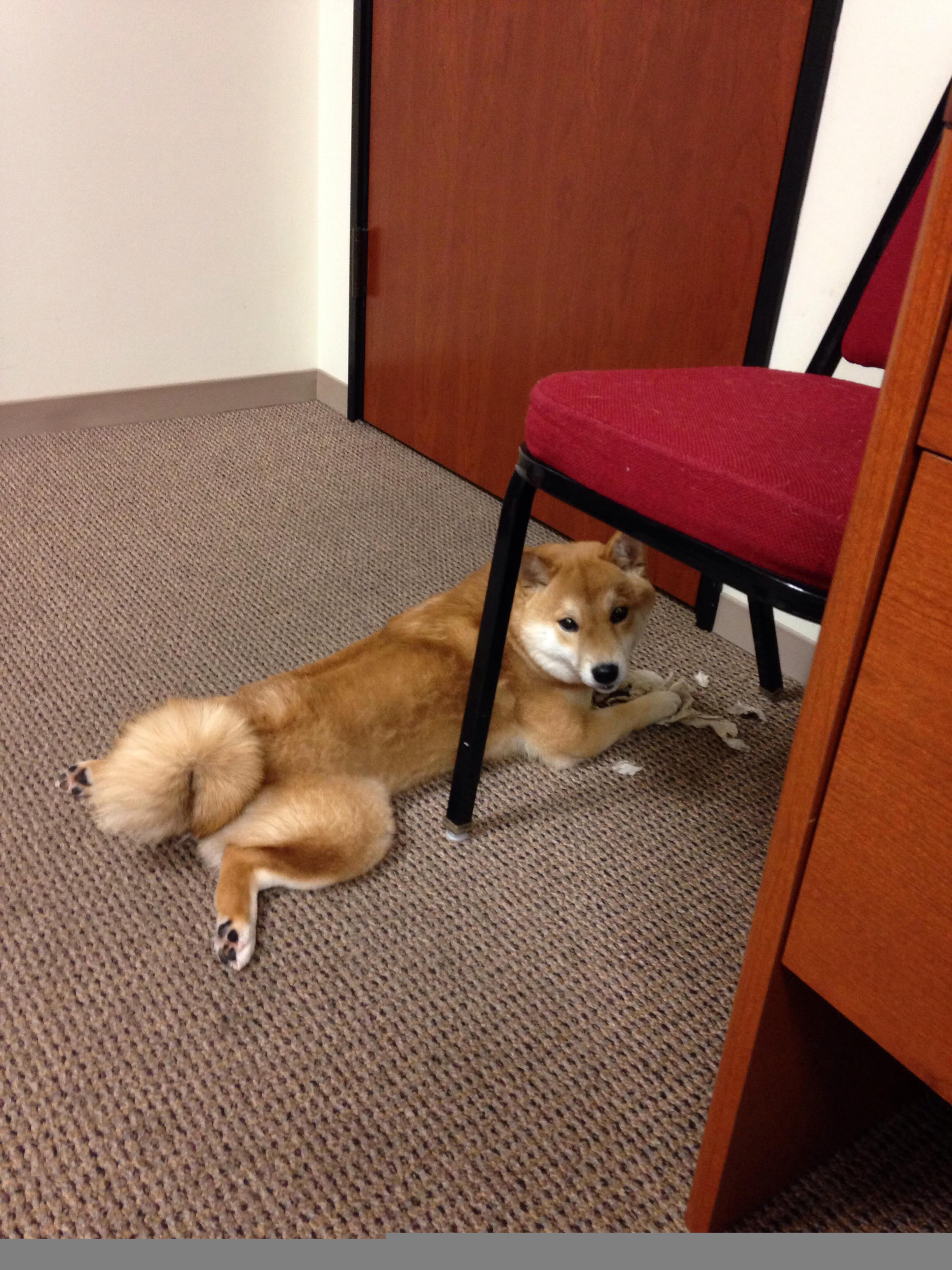 琉球黄金国王赛季开局强势,琉球王国士兵图解