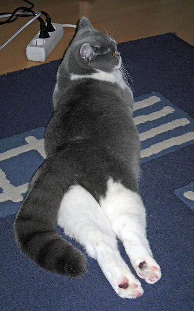 红魔客场平埃弗顿,进攻乏力,红魔指的是哪个球队