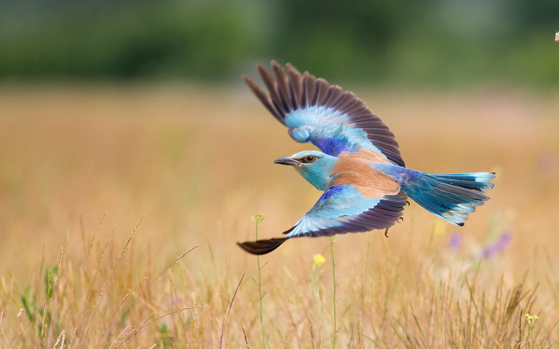 英格兰队在欧洲比赛中展现出强大的控球能力,英格兰欧洲杯控球率