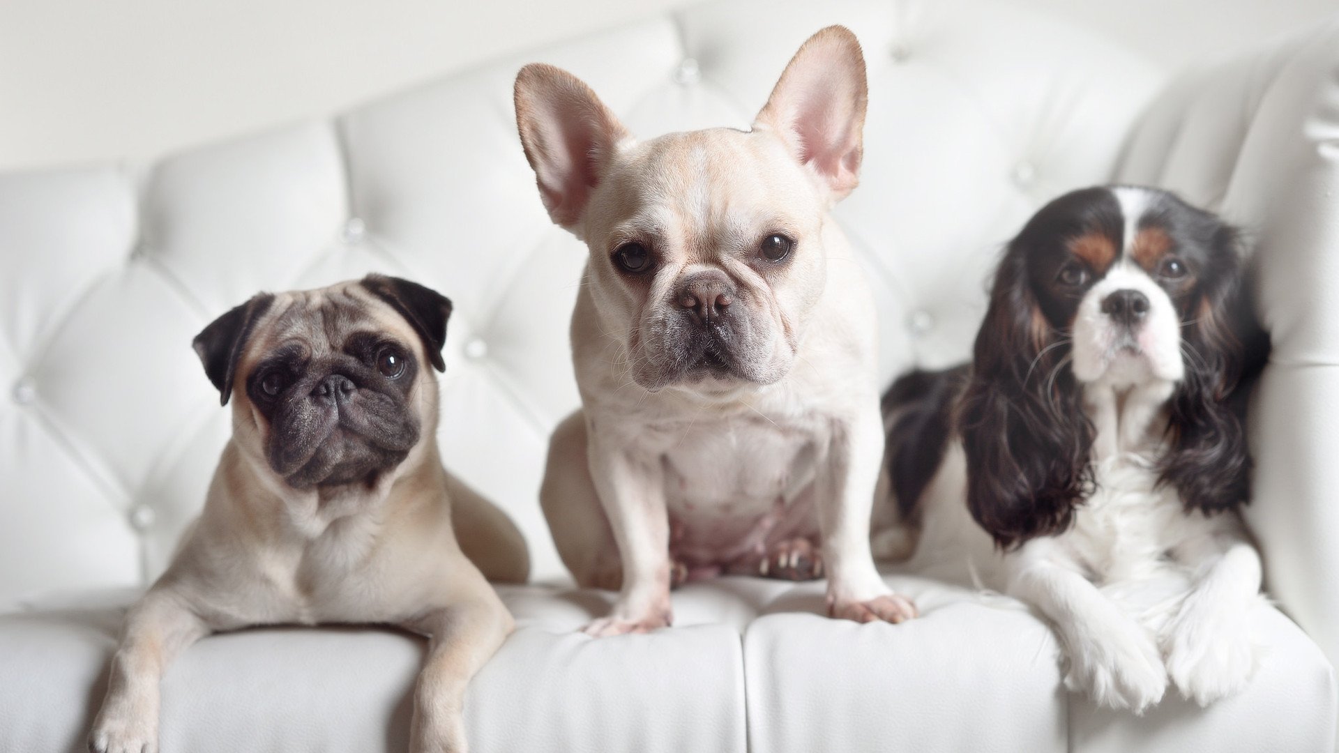 震撼奥运会火炬传递启动,奥运火炬传递是哪一年