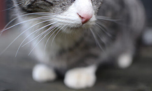 全国青少年冬泳锦标赛热力开赛,2020年全国冬泳锦标赛在哪举行