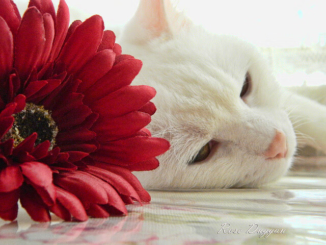 德甲火热开踢：拜仁慕尼黑持续领跑积分榜，拜仁慕尼黑德国队