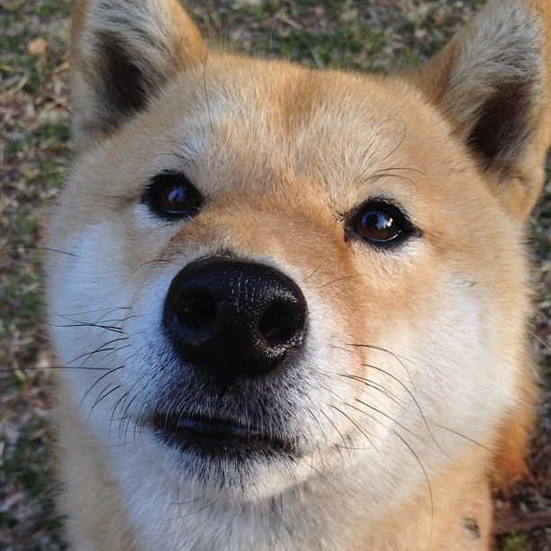 意甲球队基于心率变异性优化训练负荷管理,心率变异度与意志力