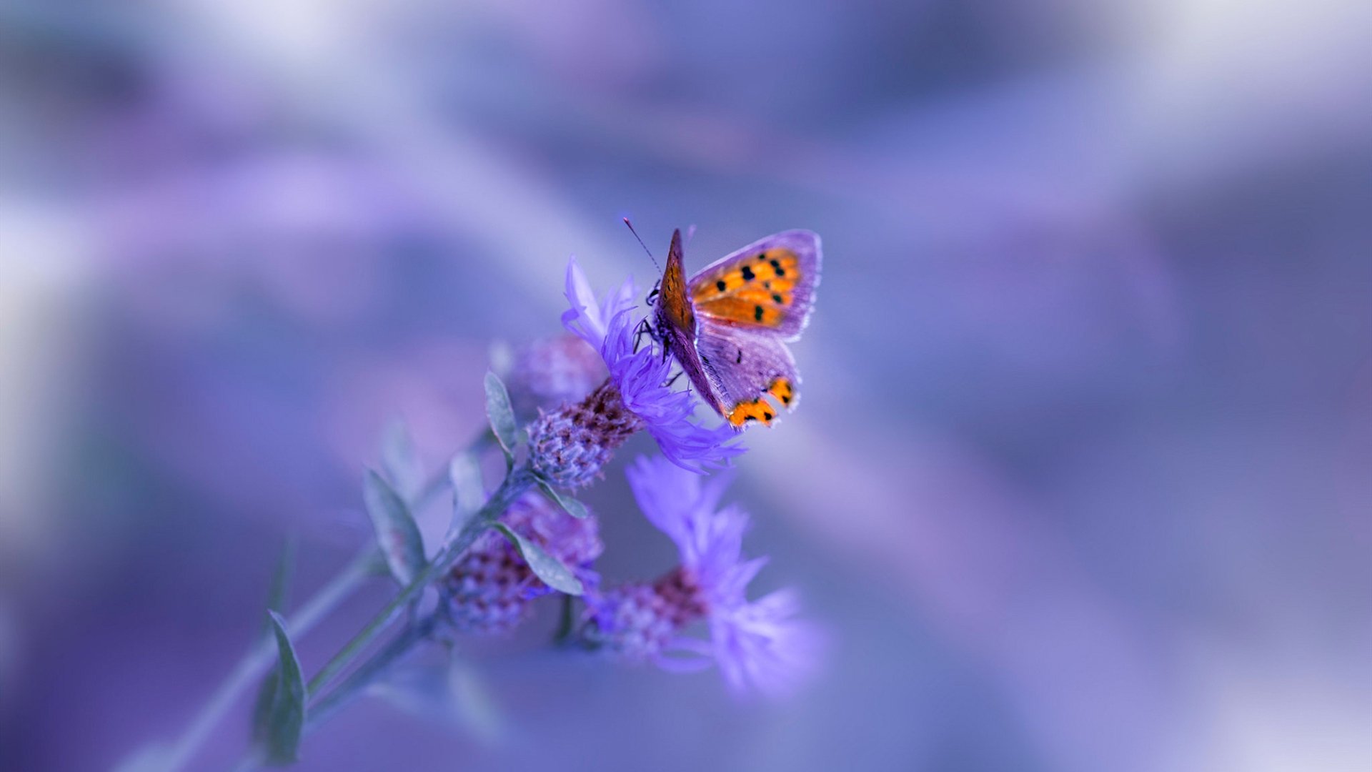 德甲霸主迈向国际多冠王新阶段,德甲霸主迈向国际多冠王新阶段赛程