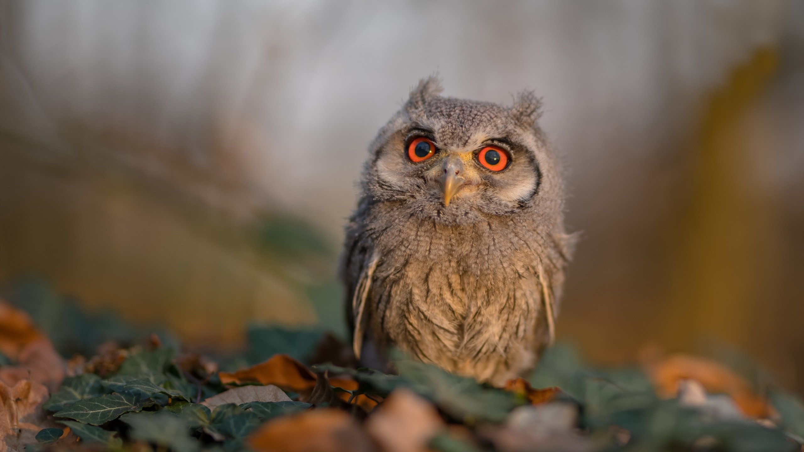 泰国男篮在亚洲预赛激战正酣,塑造新崛起