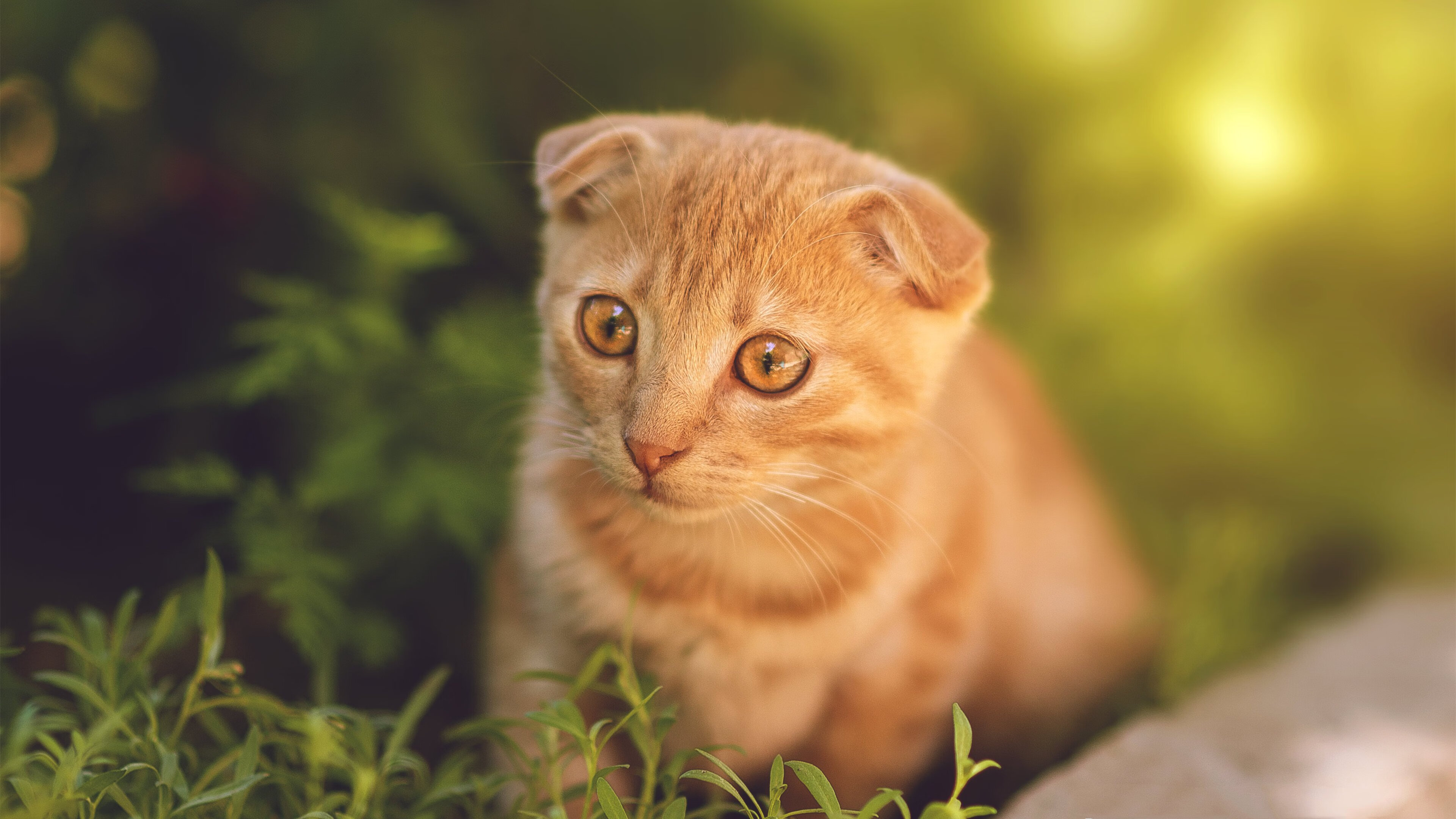 篮球三分球大赛地方预选正式开打,篮球三分球比赛