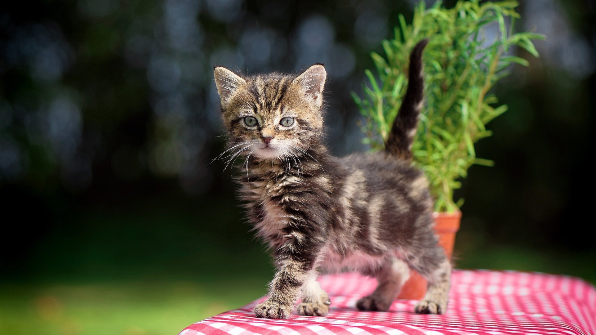 爱游戏体育-米切尔表示希望带队更进一步，米切尔在哪个队