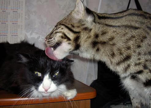 荷兰蝶泳新秀跻身决赛圈,荷兰游泳奥运冠军