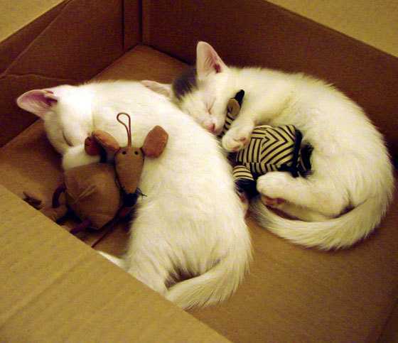 项目间协同推进,促进综合实力增长,协调项目推进